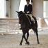 Bunny Hop Dressage Show
